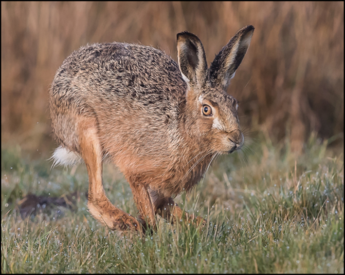 Brown Hare Running.jpg